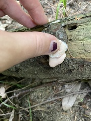Reticularia