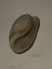 Bulla occidentalis