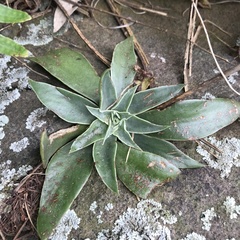 Echeveria