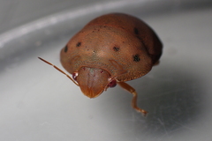 Hyperoncus lateritius