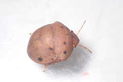 Hyperoncus lateritius