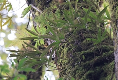 Pyrrosia polydactylos