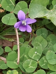 Viola sororia