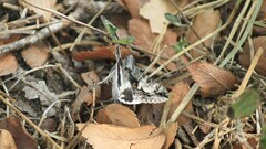 Melipotis jucunda