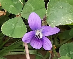 Viola sororia