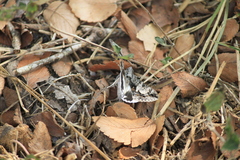 Melipotis jucunda