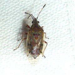 Kleidocerys resedae
