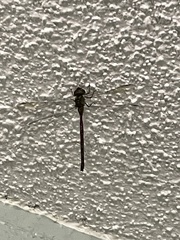 Triacanthagyna trifida