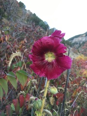Alcea rosea