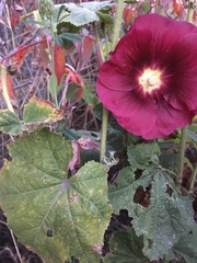 Alcea rosea