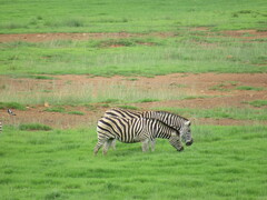 Equus quagga chapmani