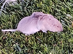 Geomys bursarius