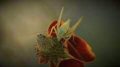 Oecanthus argentinus