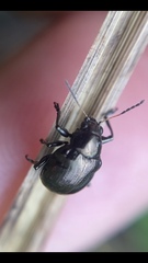 Typophorus