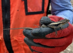 Sceloporus chrysostictus