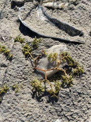 Euphorbia polygonifolia