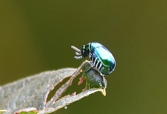 Chrysomelidae