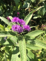 Vernonia gigantea