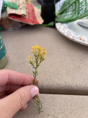 Ericameria laricifolia