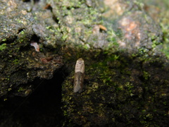 Blastobasidae