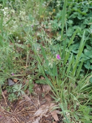 Geranium dissectum