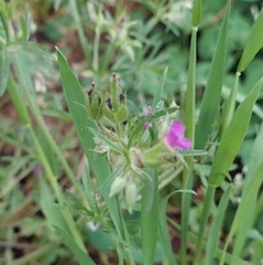 Geranium dissectum