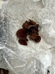 Auricularia angiospermarum