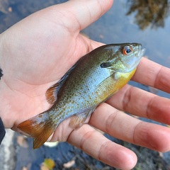 Lepomis auritus