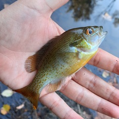 Lepomis auritus