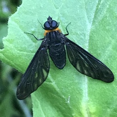 Cyananthrax cyanopterus