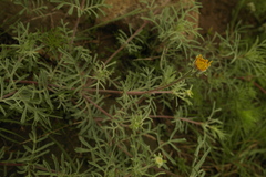 Dyssodia pinnata