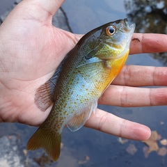 Lepomis auritus