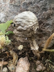 Agaricus deserticola