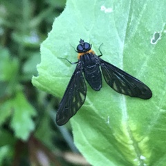 Cyananthrax cyanopterus