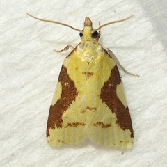 Cenopis niveana