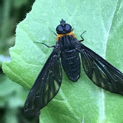 Cyananthrax cyanopterus