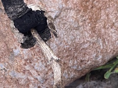 Agaricus deserticola