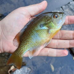 Lepomis auritus