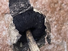 Agaricus deserticola