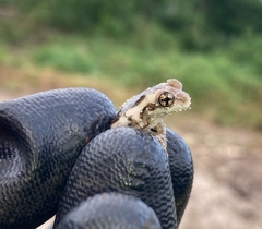 Trachycephalus vermiculatus