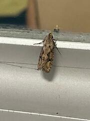 Acrolophus mortipennella