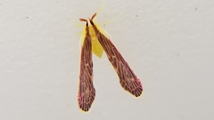 Anotia firebugia