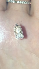 Acleris placidana