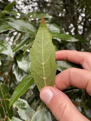 Quercus laurina