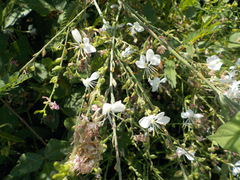 Gaura