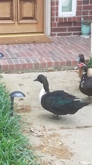 Anas platyrhynchos × Cairina moschata