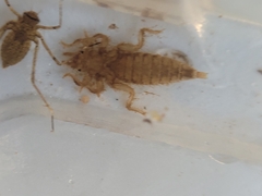 Gomphidae