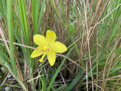 Spathoglottis kimballiana