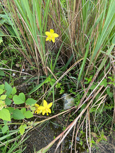 Spathoglottis kimballiana, photograph 1