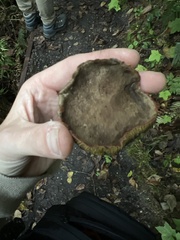 Xerocomellus diffractus